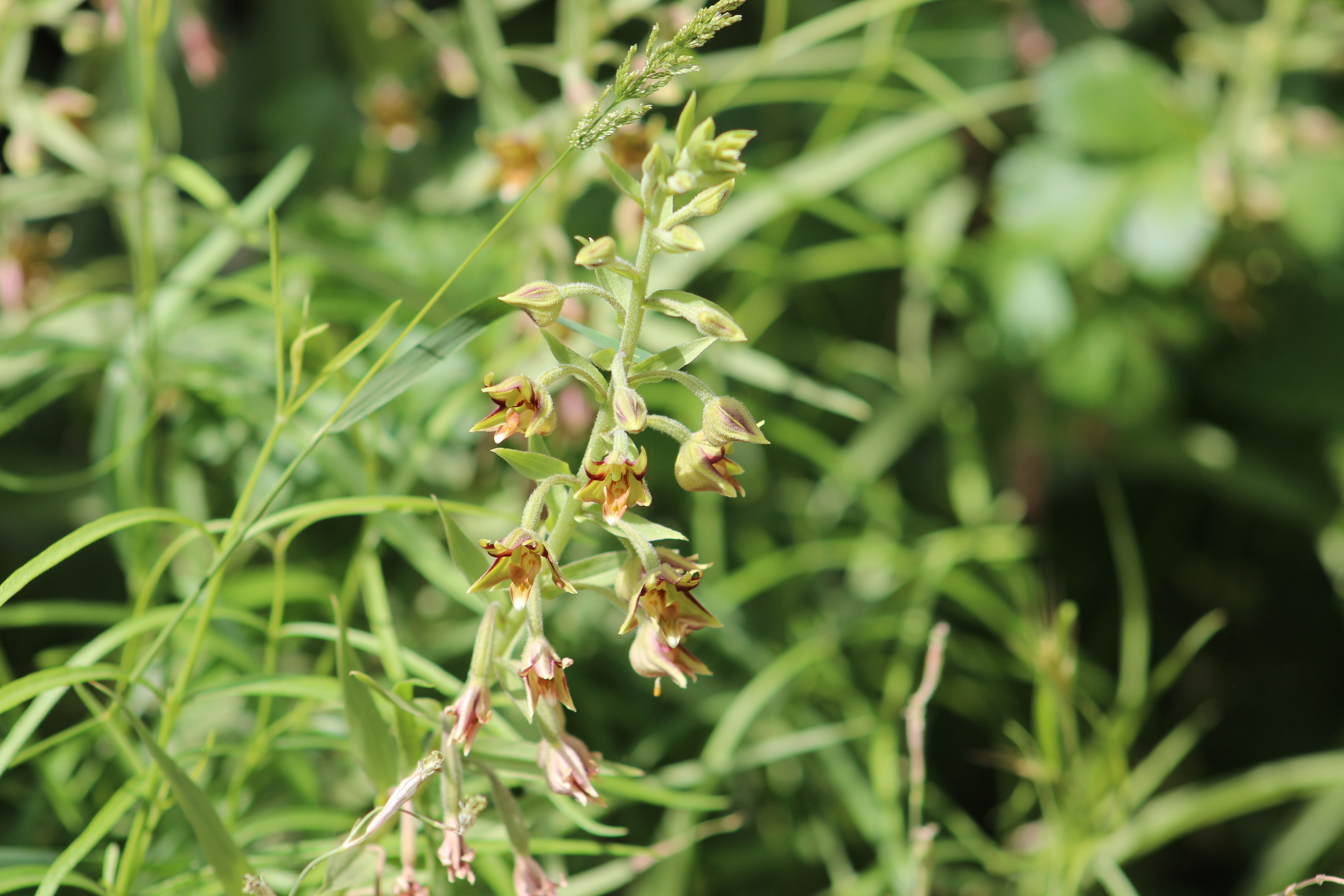 Plant Image